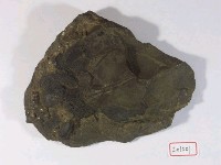 藏品(甲冑魚(無顎類))的圖片